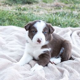 Border Collie Puppies from Silver Creek Ridge