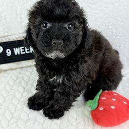 Stitch - Sable male Poodle puppy in Florida from Adorable Toy-Miniature Poodles
