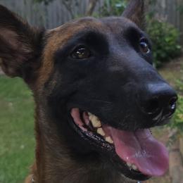 Kanja - Belgian Malinois