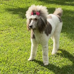 Poodles from Ruby Ranch