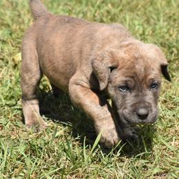 Cane Corso Puppies from Willow Creek Cane Corsos