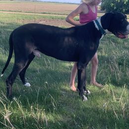 Great Danes from Top Notch K & K Farms