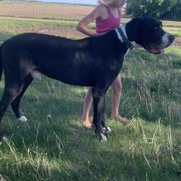 Great Danes from Top Notch K & K Farms