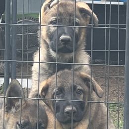 German Shepherd Puppies from Vom Burmeister Kennel