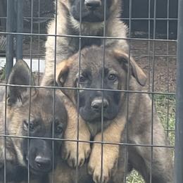 German Shepherd Puppies from Vom Burmeister Kennel