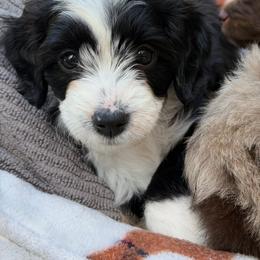 Hatsune - Brown and white female Aussiedoodle puppy in Campbell, California from Mini AussieDoodle Puppies