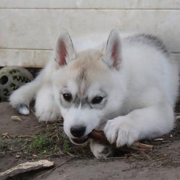 Flareon - Gray and white female Siberian Husky puppy in Le Sueur, Minnesota from Tevana Siberians LLC