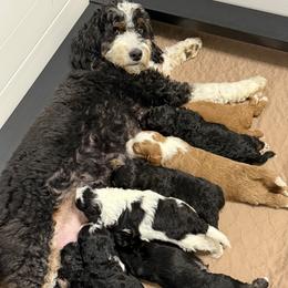 Bernedoodle puppies from Canopy Road Kennels