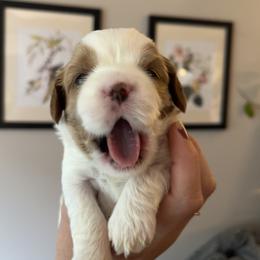Cavapoo Puppies from Campbell Cavapoos