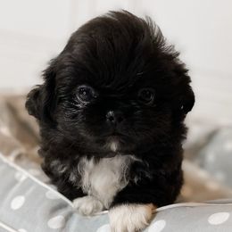 Austin - Black Pekingese puppy in Florida from Premium Pekingese