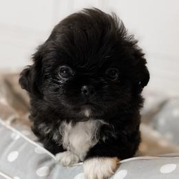 Austin - Black Pekingese puppy in Florida from Premium Pekingese