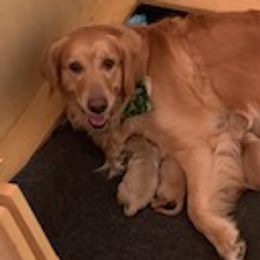 Golden Retrievers from Golden Acres