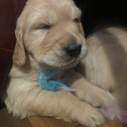 Golden Retriever Puppies from Gold 'N Dust Ranch