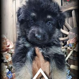 Oaklee - Black and tan male German Shepherd puppy in Sequim, Washington from German Shepherd Haus