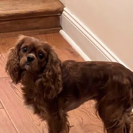 Ruby - Cavalier King Charles Spaniel