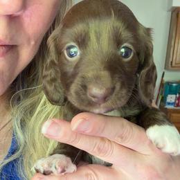Iris Full AKC Female 1 - Chocolate female Dachshund puppy in Erie, Michigan from Champagne’s Grinch Toe’d Dachshunds