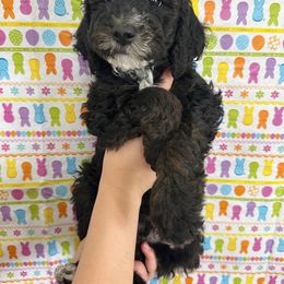 Goldendoodle Puppies from HappyHazelDoodles