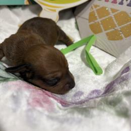 Green collar male - Red male Dachshund puppy in Pleasant Plains, Arkansas from JGBs Dachshunds