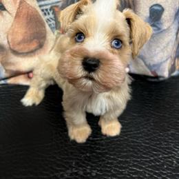 Gunther the teacup - White male Miniature Schnauzer puppy in Miami, Florida from Chiquiticos Shnauzers