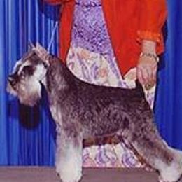Miniature Schnauzers from Croix Lac Schnauzers