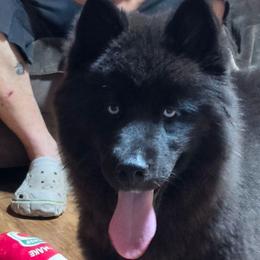 Saphire Blu - Black female Siberian Husky puppy in East Tawas, Michigan from BurnsBerg's Woolies