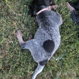 Bluetick Coonhound Puppies from Candra Bessent