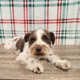 Miniature Schnauzers from Crownedschnauzers