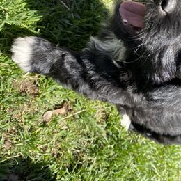 Aussiedoodle and Australian Shepherd Puppies from Sunrise Mountain Aussies