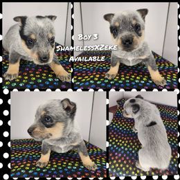 Boy 3 - Blue male Australian Cattle Dog puppy in Bradford, Arkansas from Cedar Rock Heelers and Kelpies