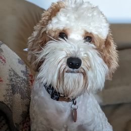 Goldendoodle All Grown Up from Golden Hearted Goldendoodles