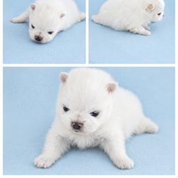 Snoopy - Cream male Pomeranian puppy in Middlefield, Ohio from Twice The Love Pomeranians