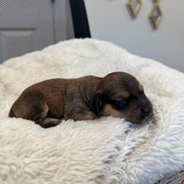 Dixie - Sable female Dachshund puppy in Modesto, California from Raws Doxies