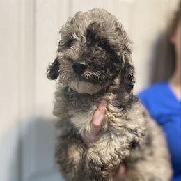 Murphy - Blue merle male Aussiedoodle puppy in Columbia, Kentucky from Burton's Precious Doodles