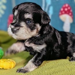Blue collar - Black and silver female Miniature Schnauzer puppy in Brownwood, Texas from Texas Dreams Mini Schnauzers