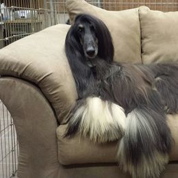 Afghan Hounds from Mozart Afghan Hounds