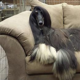 Afghan Hounds from Mozart Afghan Hounds