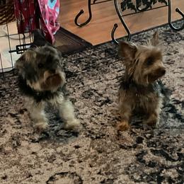 Yorkshire Terrier Puppies from Yorkies of Julington Creek