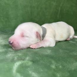 Gray collar - Cream male Dachshund puppy in Poteau, Oklahoma from Sisters Dazzling Dachshunds