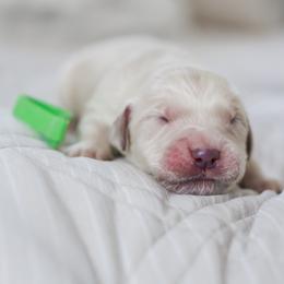 Mr. Green Collar - Light golden male Golden Retriever puppy in Troy, Alabama from Southland Goldens