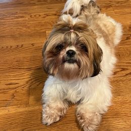 Shih Tzus from Between The Creeks Farmstead