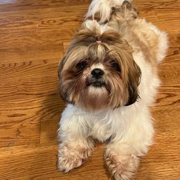 Shih Tzus from Between The Creeks Farmstead
