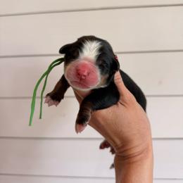 Buzz - Tri-color male Bernese Mountain Dog puppy in Fort Meade, Florida from Baldwin Dood Ranch