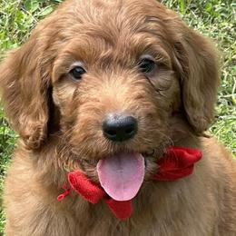 Goldendoodles from Jessica Bush