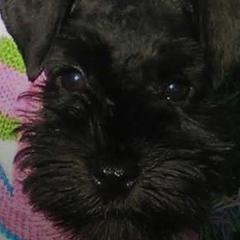 Miniature Schnauzers from Hafen Miniature Schnauzers