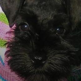 Miniature Schnauzers from Hafen Miniature Schnauzers