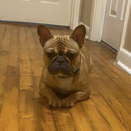 Roxii - French Bulldog