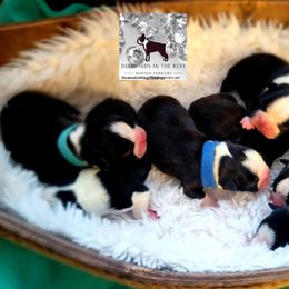 Boston Terrier Puppies from Diamonds In The Ruff Boston Terriers