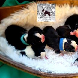 Boston Terrier Puppies from Diamonds In The Ruff Boston Terriers