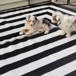 Australian Shepherd Puppies from Mezzo Australian Shepherds
