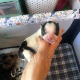 Yorkshire Terrier Puppies from Jackie Jenny’s Precious Yorkies